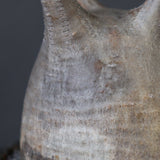 【雷土陶器鉢】P.グラキリス 1941