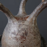 【雷土陶器鉢】P.グラキリス 1941