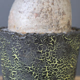 【雷土陶器鉢】P.グラキリス 1941