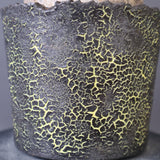 【雷土陶器鉢】P.グラキリス 1941