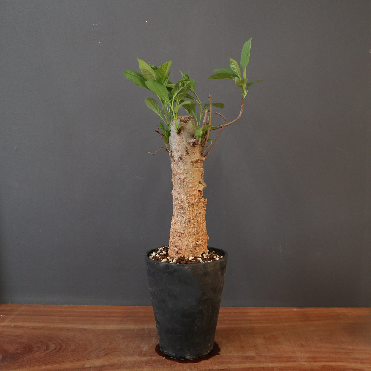 TaiShoDo ONLINE SHOP 塊根植物 多肉植物通販