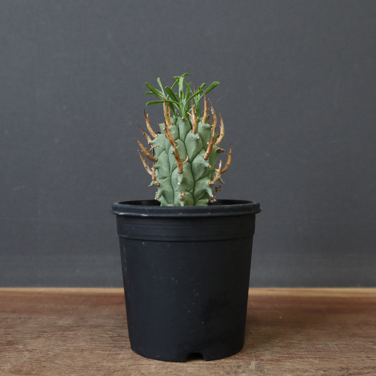 ユーフォルビア – 2ページ目 – TaiShoDo ONLINE SHOP