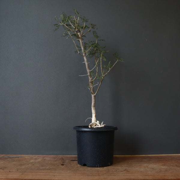 B.ミクロフィラ EC472 – TaiShoDo ONLINE SHOP