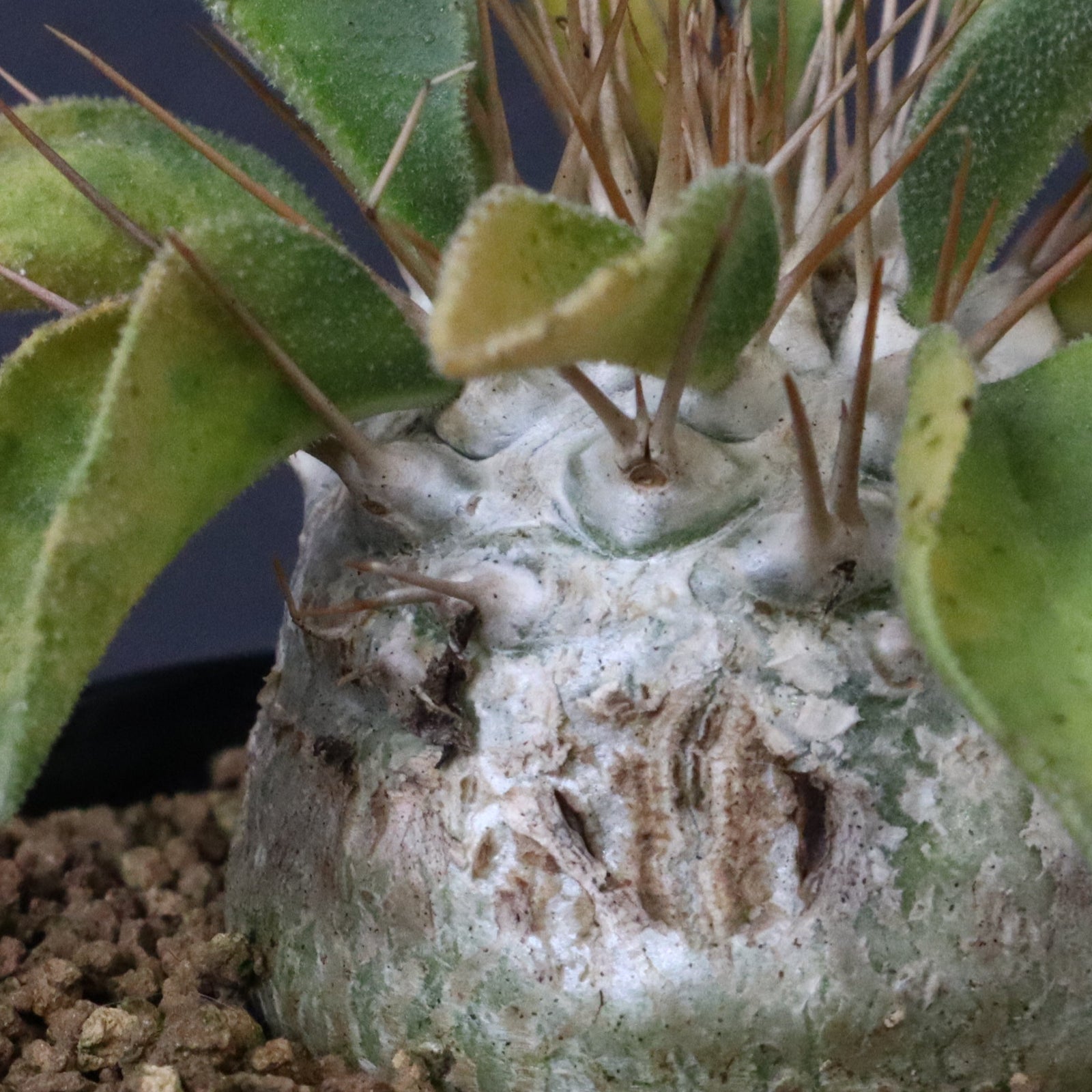 ナマクアナム　光堂 Pachypodium namaquanum【パキポディウム・ナマクアナム・光堂