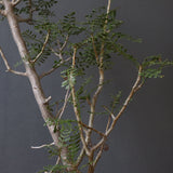 B.ミクロフィラ EC472