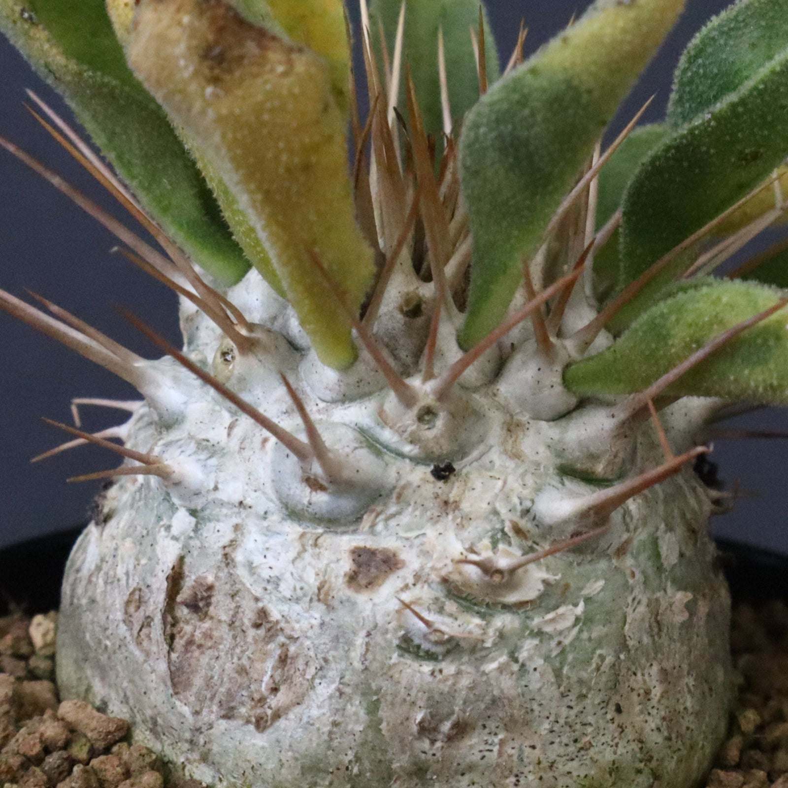 ナマクアナム　光堂 Pachypodium namaquanum【パキポディウム・ナマクアナム・光堂