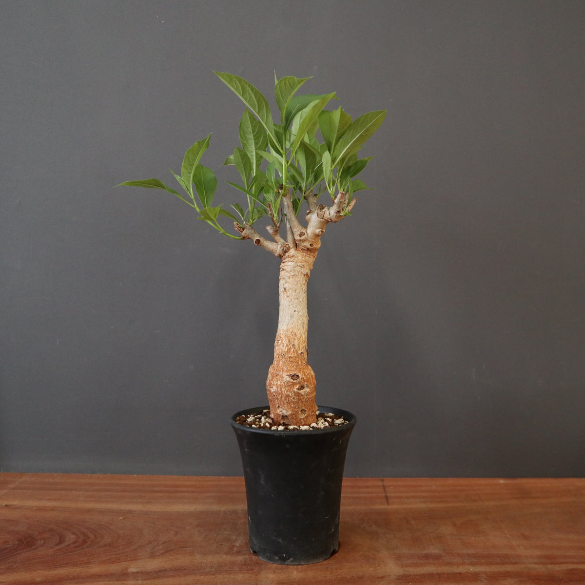 新商品 – 56ページ目 – TaiShoDo ONLINE SHOP