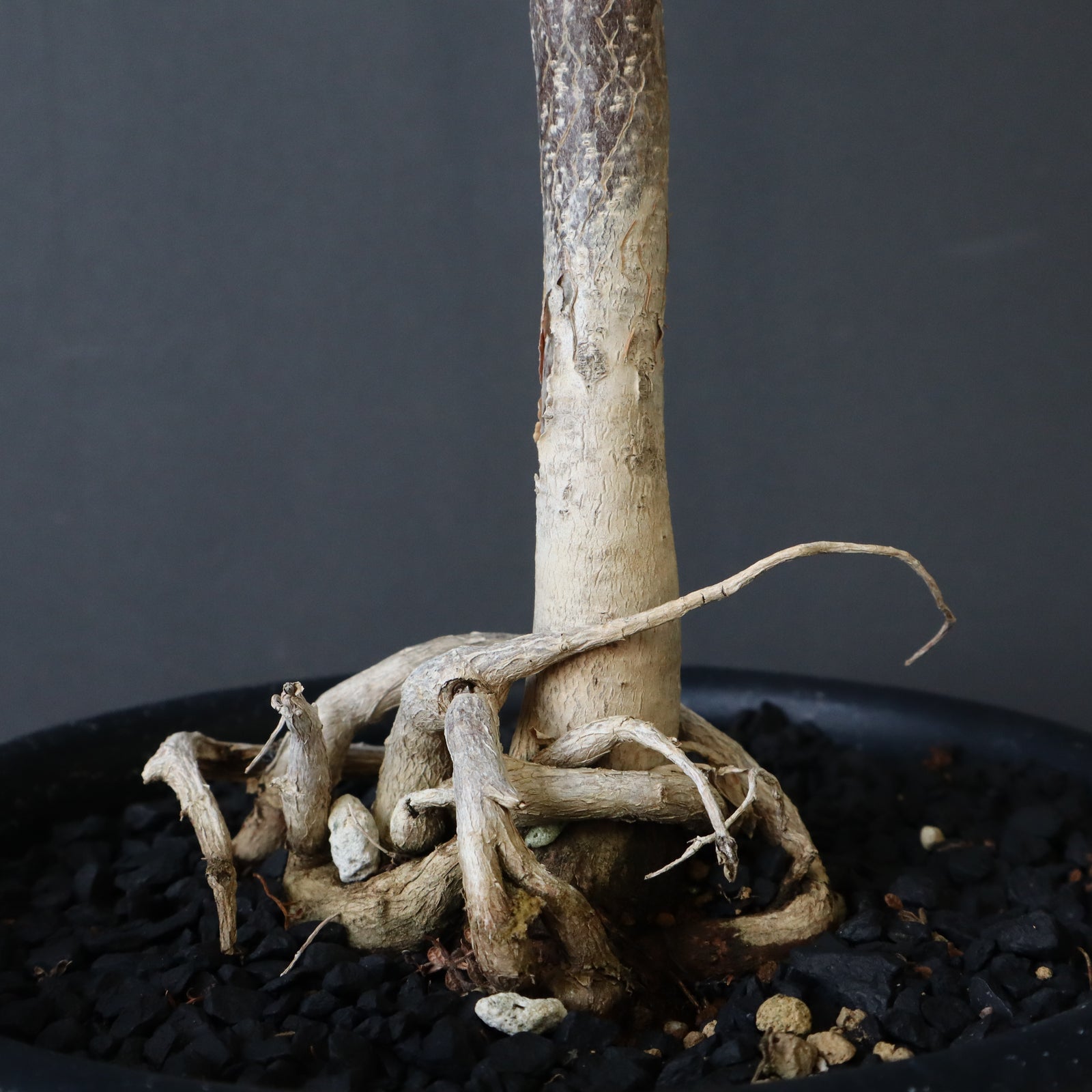 B.ミクロフィラ EC472 – TaiShoDo ONLINE SHOP