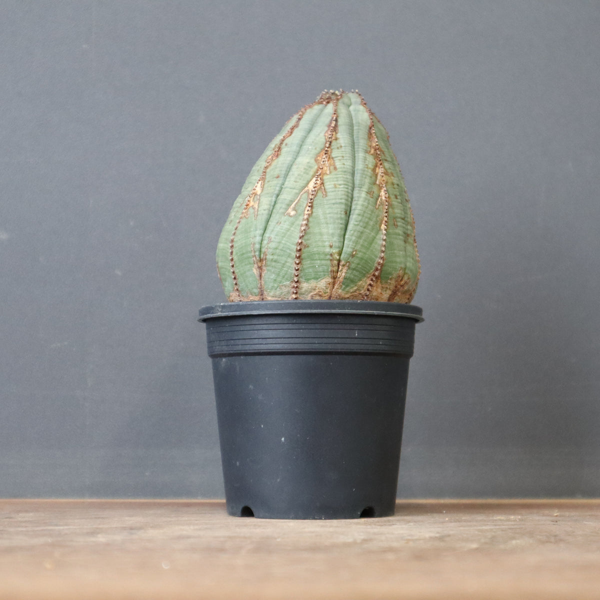 ユーフォルビア – 2ページ目 – TaiShoDo ONLINE SHOP