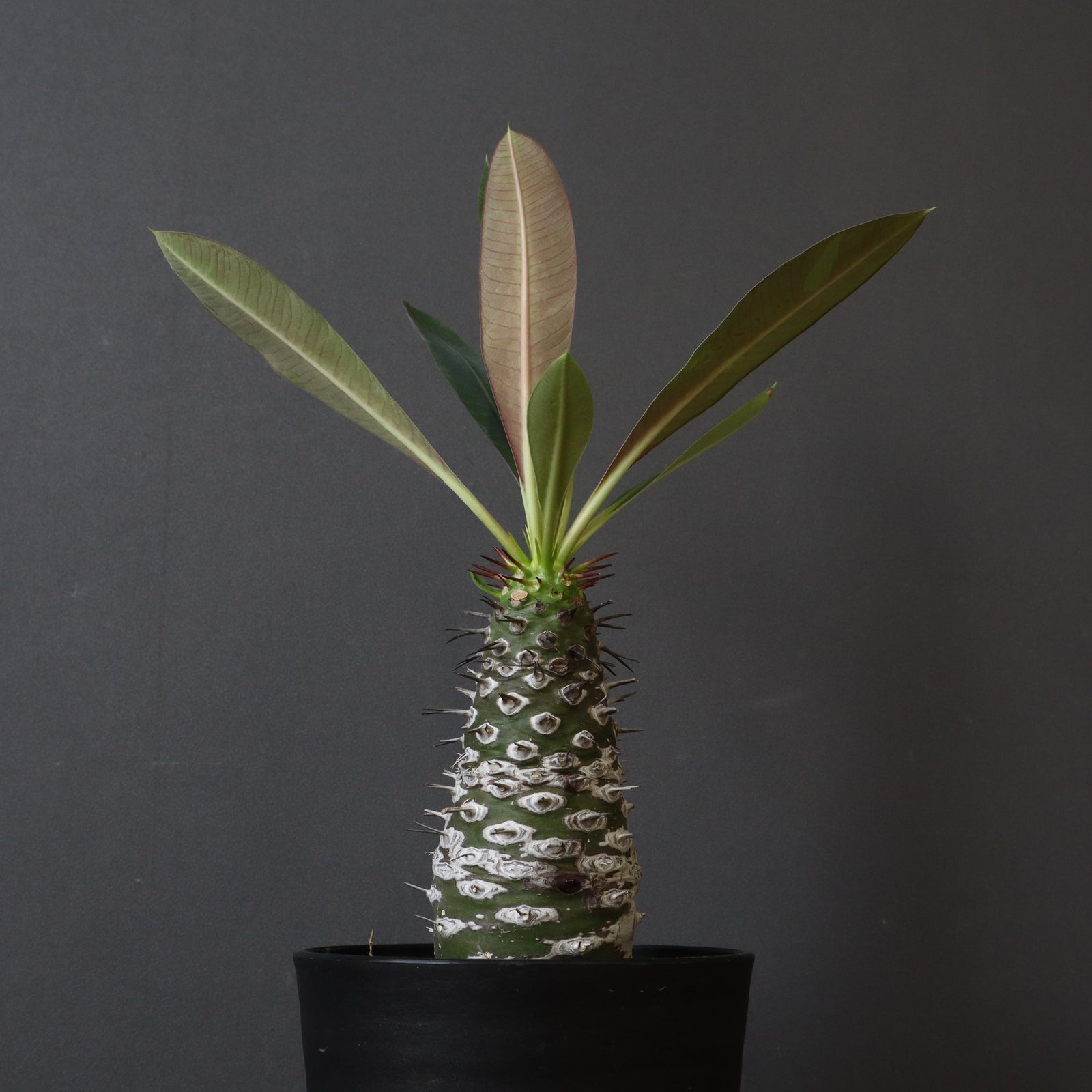 E.パキポディオイデス（実生）31 – TaiShoDo ONLINE SHOP