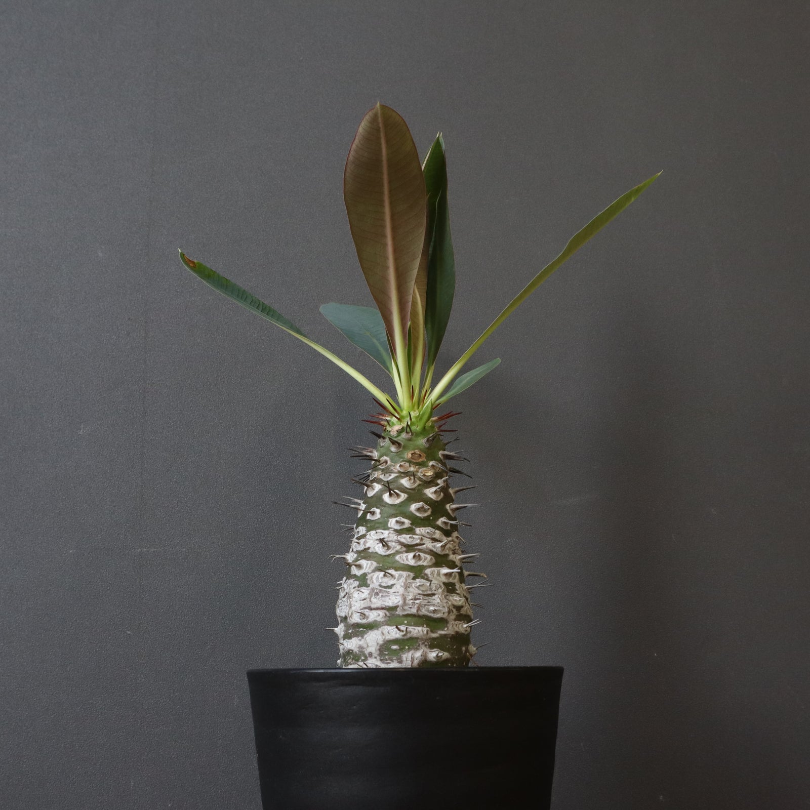 IMG_2358_243dca3f-a7f6-460e-