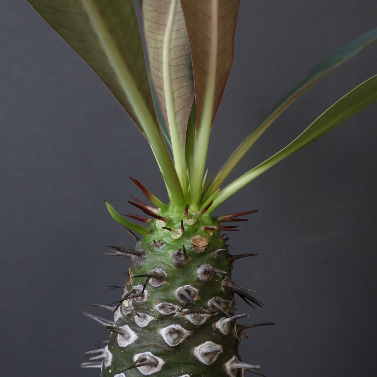 E.パキポディオイデス（実生）31 – TaiShoDo ONLINE SHOP