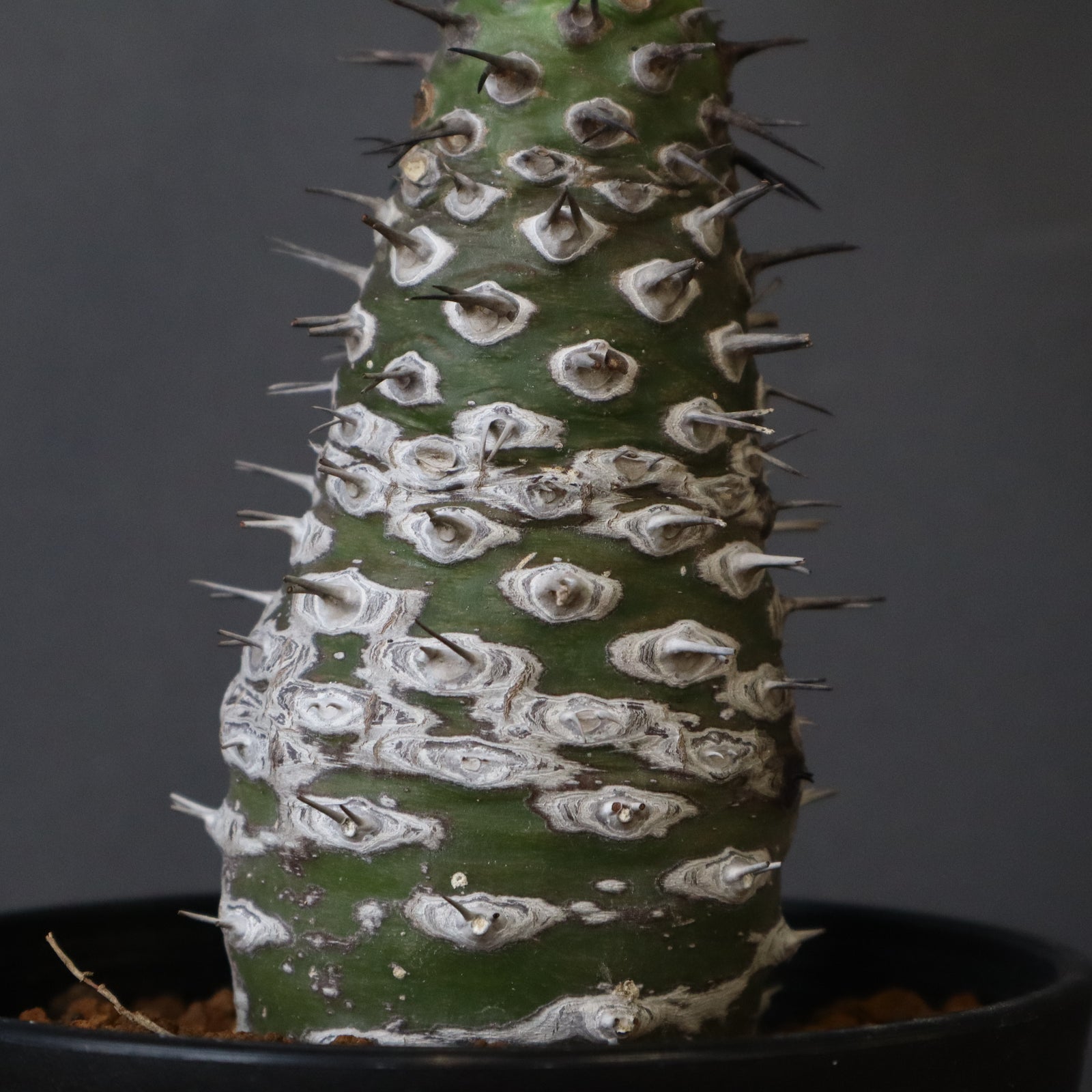 E.パキポディオイデス（実生）31 – TaiShoDo ONLINE SHOP