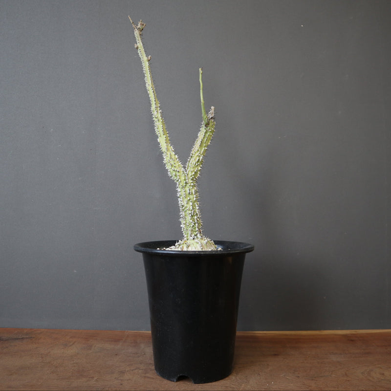 A.アクレアータ (実生) EC1434 – TaiShoDo ONLINE SHOP