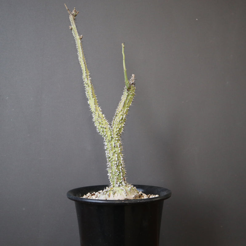 A.アクレアータ (実生) EC1434 – TaiShoDo ONLINE SHOP