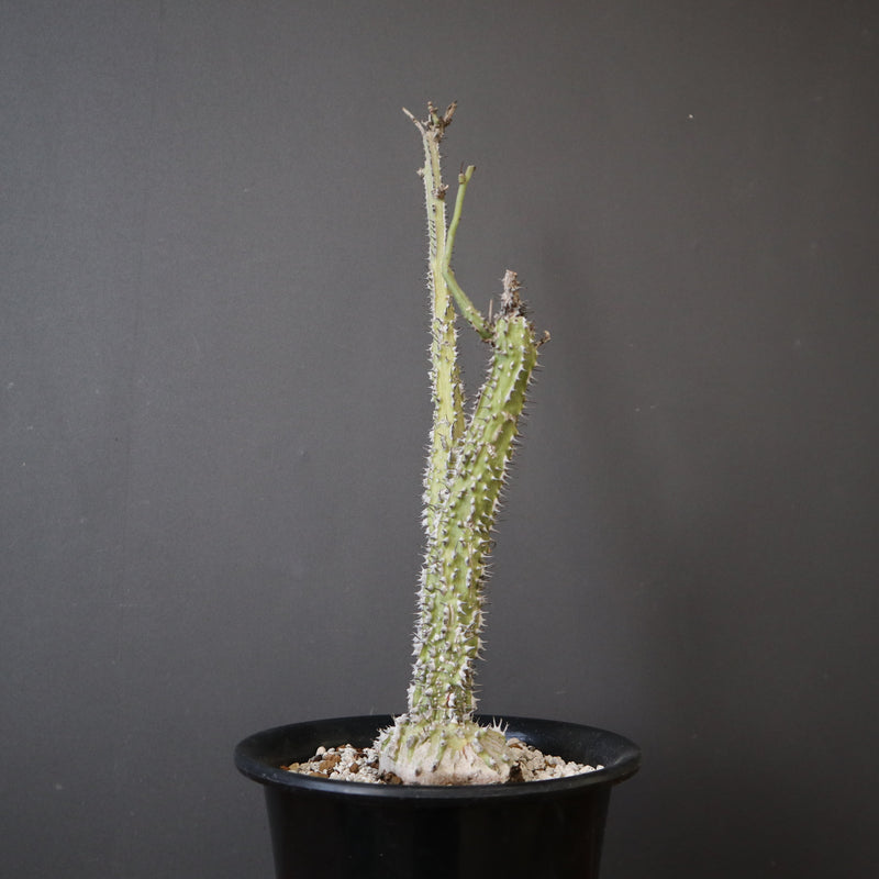 A.アクレアータ (実生) EC1434 – TaiShoDo ONLINE SHOP