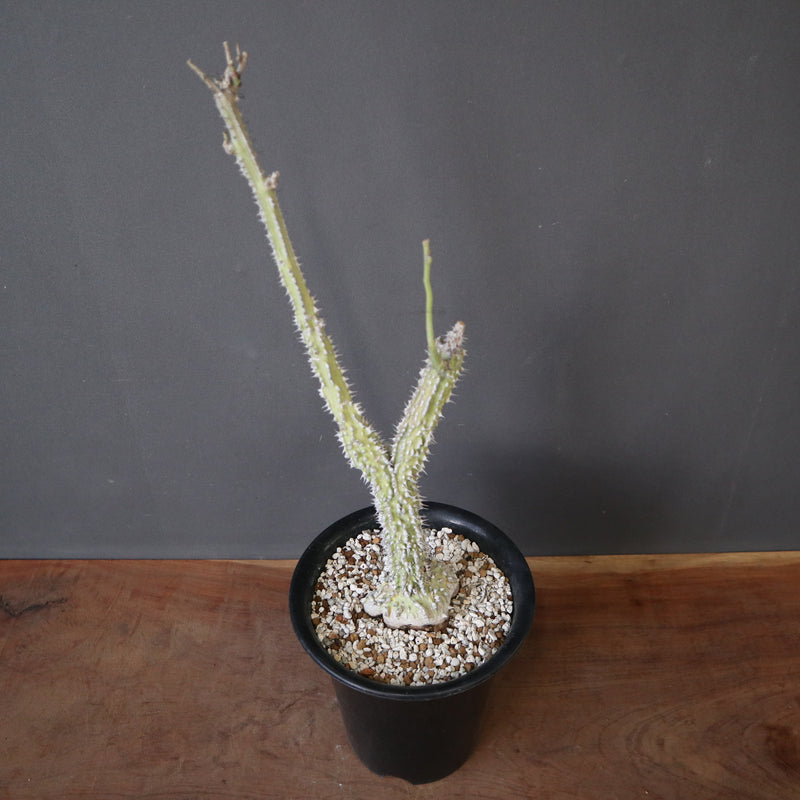 A.アクレアータ (実生) EC1434 – TaiShoDo ONLINE SHOP