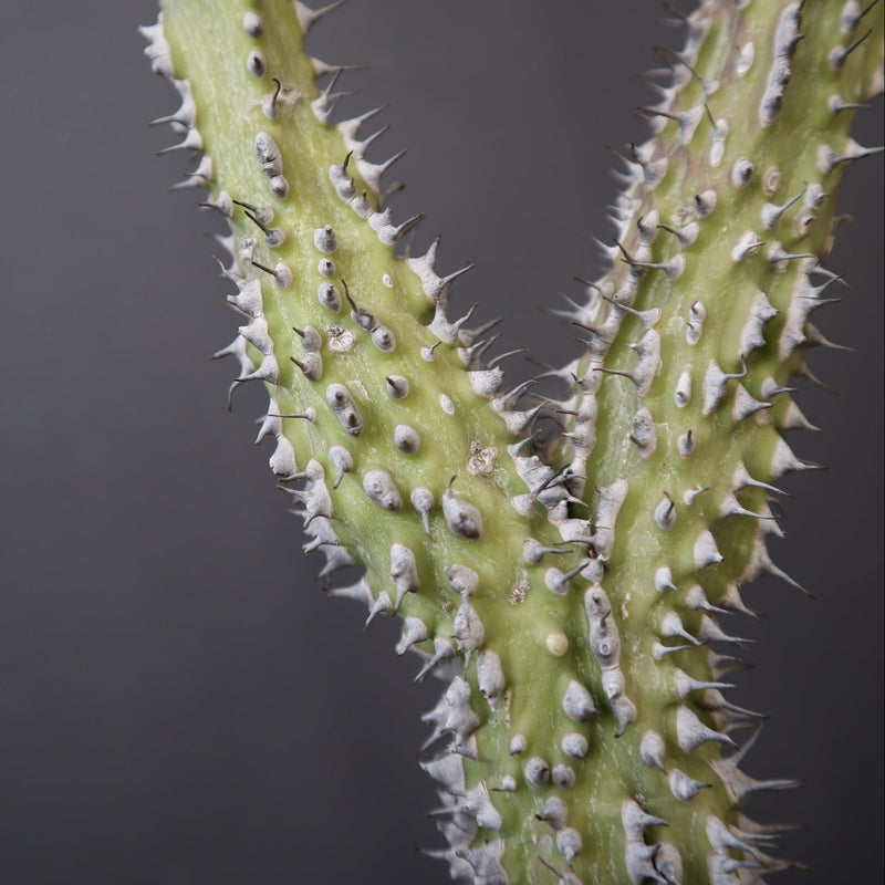 A.アクレアータ (実生) EC1434 – TaiShoDo ONLINE SHOP