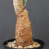 【plants greed】バオバブの木　 EC3108