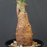 【plants greed】バオバブの木　 EC3108