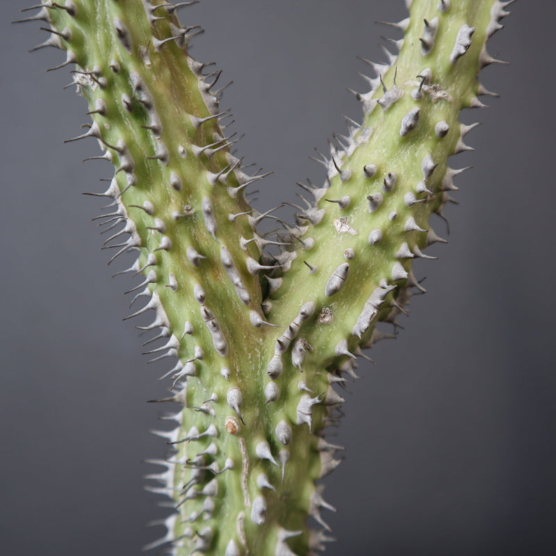 A.アクレアータ (実生) EC1434 – TaiShoDo ONLINE SHOP