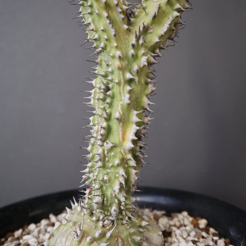 A.アクレアータ (実生) EC1434 – TaiShoDo ONLINE SHOP