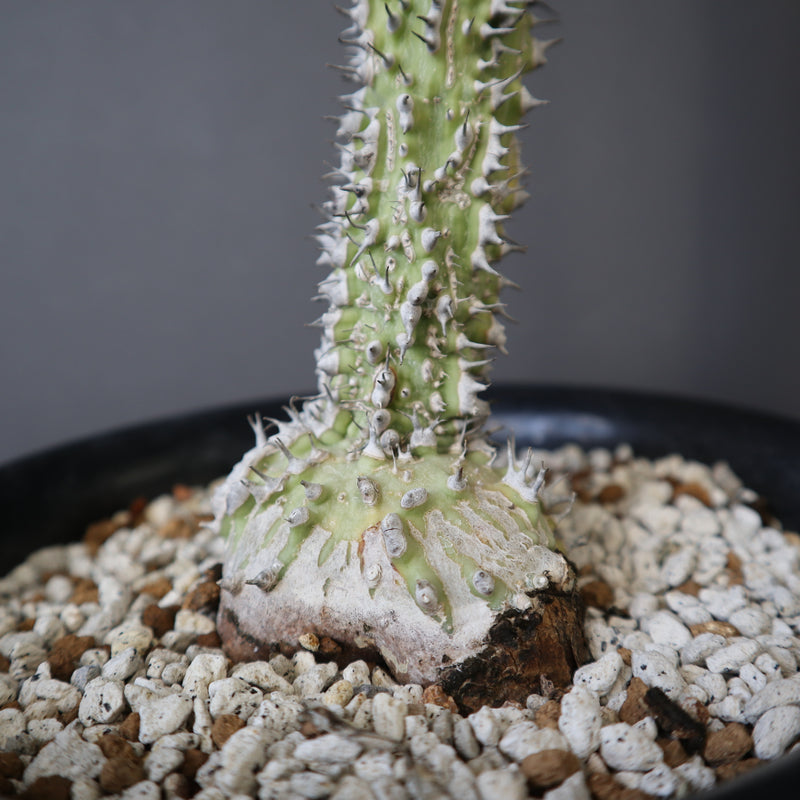 A.アクレアータ (実生) EC1434 – TaiShoDo ONLINE SHOP