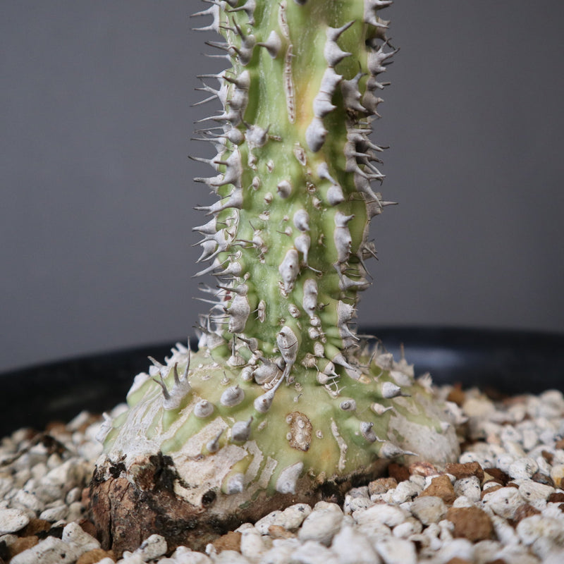 A.アクレアータ (実生) EC1434 – TaiShoDo ONLINE SHOP