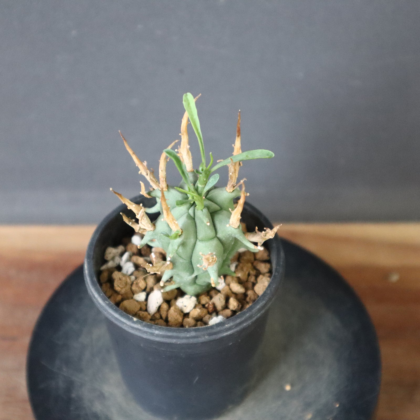 A344【青田園芸】ユーフォルビア スコエンランディ 闘牛角 (Euphorbia 