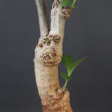 【plants greed】バオバブの木　 EC3108