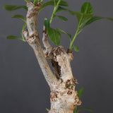 【plants greed】バオバブの木　 EC3108