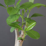 【plants greed】バオバブの木　 EC3108
