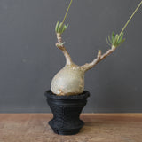 【plants greed】P.グラキリス 1876