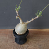 【plants greed】P.グラキリス 1876