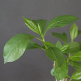 【plants greed】バオバブの木　 EC3108