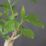 【plants greed】バオバブの木　 EC3108