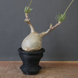 【plants greed】P.グラキリス 1876