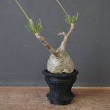 【plants greed】P.グラキリス 1876