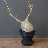 【plants greed】P.グラキリス 1876