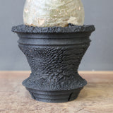 【plants greed】P.グラキリス 1876