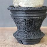 【plants greed】P.グラキリス 1876