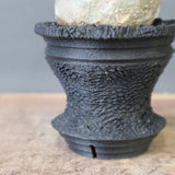 【plants greed】P.グラキリス 1876