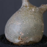 【plants greed】P.グラキリス 1876