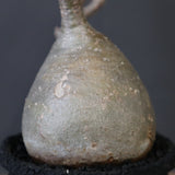 【plants greed】P.グラキリス 1876