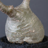 【plants greed】P.グラキリス 1876