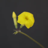 【plants greed】P.グラキリス 1876