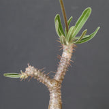 【plants greed】P.グラキリス 1876