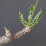 【plants greed】P.グラキリス 1876