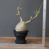 【plants greed】P.グラキリス 1876