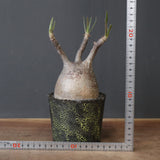 【雷土陶器鉢】P.グラキリス 1941